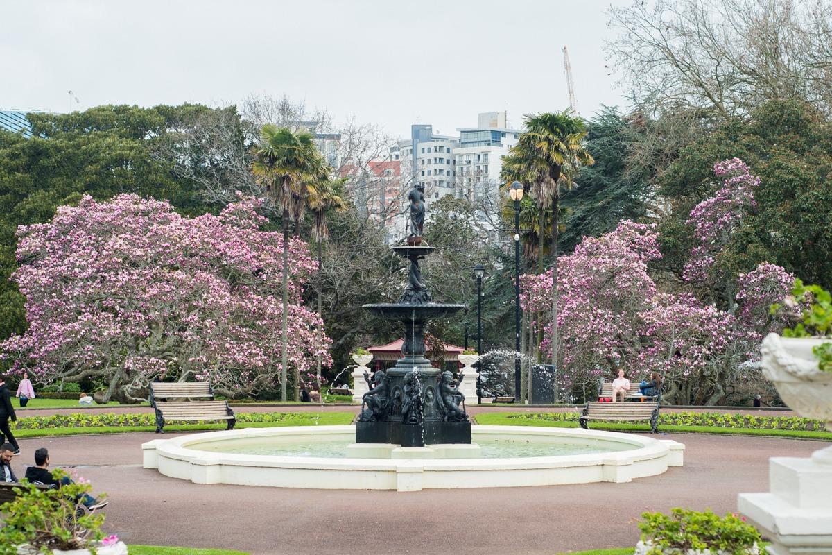 Albert park in Auckland - fountain and trees, blossoming in pink (How to spend 3 days in Auckland)