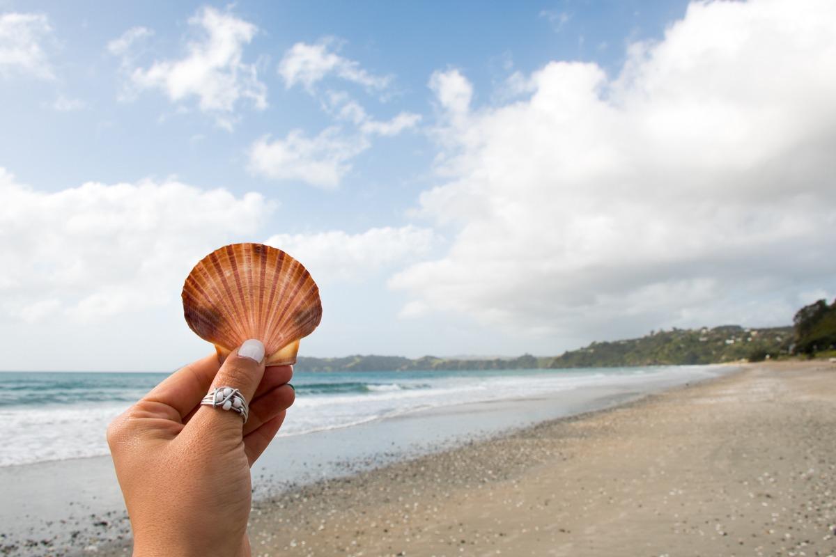 Roka, ki drži školjko, v ozadju plaža in ocean (vreme - Potepuški nasveti za Novo Zelandijo)