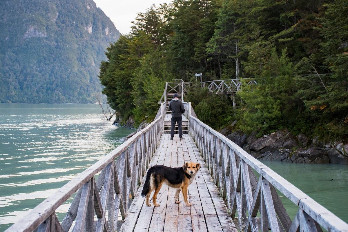 On the wooden path with a dog in Caleta Tortel (Unique towns in Patagonia)