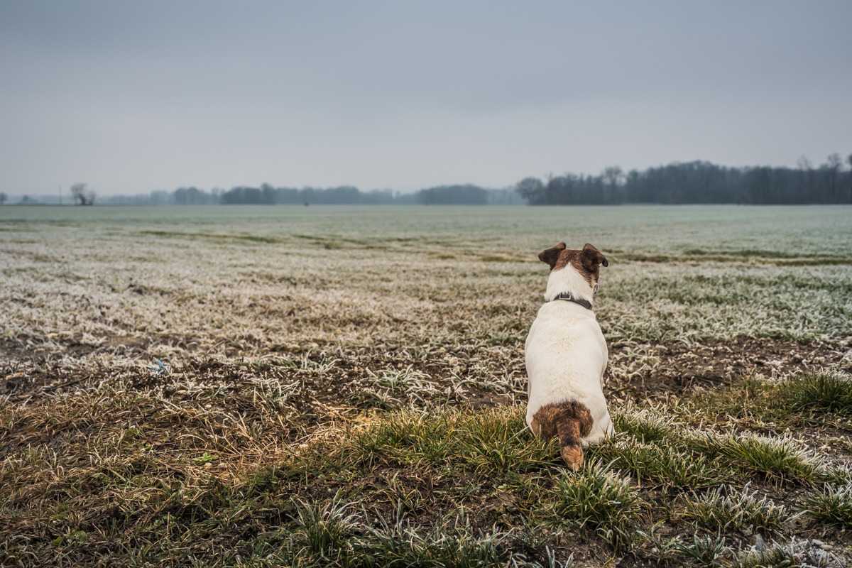 Foggy Prekmurje region - little white dog staring in the foggy distance