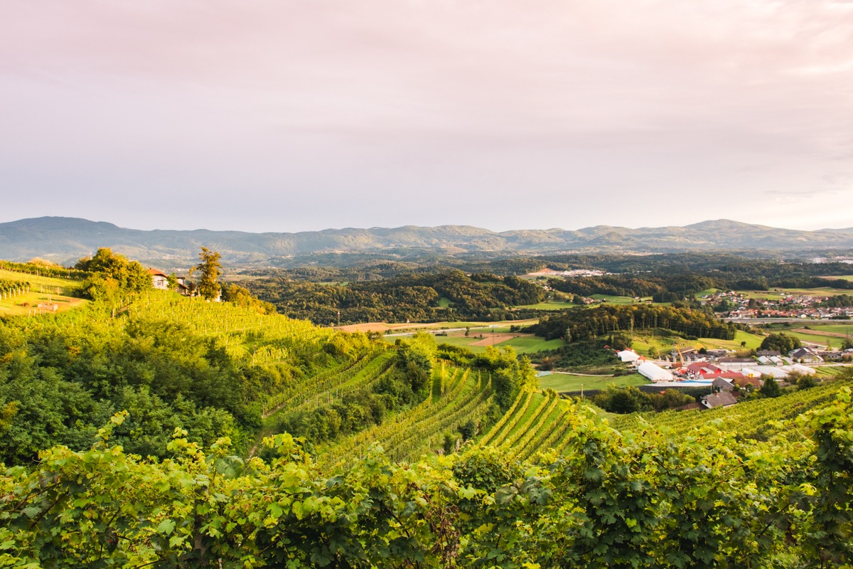 Znamenitosti Dolenjske - razgled s Trške gore na vinograde
